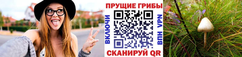 Псилоцибиновые грибы GOLDEN TEACHER  Пласт 